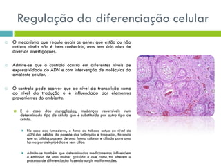 Regulação da diferenciação celular
 O mecanismo que regula quais os genes que estão ou não
activos ainda não é bem conhecido, mas tem sido alvo de
diversas investigações.
 Admite-se que o controlo ocorra em diferentes níveis de
expressividade do ADN e com intervenção de moléculas do
ambiente celular.
 O controlo pode ocorrer que ao nível da transcrição como
ao nível da tradução e é influenciado por elementos
provenientes do ambiente.
 É o caso das metaplasias, mudanças reversíveis num
determinado tipo de célula que é substituído por outro tipo de
célula.
 No caso dos fumadores, o fumo do tabaco actua ao nível do
ADN das células da parede dos brônquios e traqueias, fazendo
que as células passem de uma forma colunar e ciliada para uma
forma paralelepipédica e sem cílios.
 Admite-se também que determinados medicamentos influenciem
o embrião de uma mulher grávida e que como tal alterem o
processo de diferenciação fazendo surgir malformações.
 