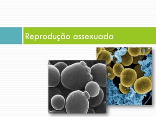 Reprodução assexuada
 