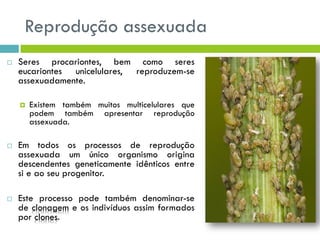 Reprodução assexuada
 Seres procariontes, bem como seres
eucariontes unicelulares, reproduzem-se
assexuadamente.
 Existem também muitos multicelulares que
podem também apresentar reprodução
assexuada.
 Em todos os processos de reprodução
assexuada um único organismo origina
descendentes geneticamente idênticos entre
si e ao seu progenitor.
 Este processo pode também denominar-se
de clonagem e os indivíduos assim formados
por clones.
 