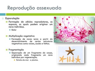 Reprodução assexuada
 Esporulação
 Formação de células reprodutoras, os
esporos, os quais podem originar um
novo indivíduo.
 Bolor
 Multiplicação vegetativa
 Formação de novos seres a partir do
desenvolvimento de certas estruturas
vegetativas como raízes, caules e folhas.
 Fragmentação
 Separação de um fragmento do corpo,
originando cada fragmento um novo
indivíduo por regeneração.
 Estrela-do-mar e plantas.
 
