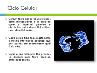 Ciclo Celular
 Comum tanto aos seres unicelulares
como multicelulares é a precisão
como o material genético é
distribuído pelas duas células-filhas
de cada célula-mãe.
 Cada célula filha tem exactamente
a mesma informação genética, que
por sua vez era exactamente igual
à da mãe.
 Como é que moléculas tão grandes
se dividem com tanta precisão
entre duas células.
 