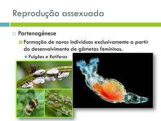 Reprodução assexuada
 Partenogénese
 Formação de novos indivíduos exclusivamente a partir
do desenvolvimento de gâmetas femininos.
 Pulgões e Rotíferos
 