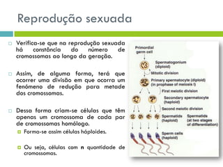 Reprodução sexuada
 Verifica-se que na reprodução sexuada
há constância do número de
cromossomas ao longo da geração.
 Assim, de alguma forma, terá que
ocorrer uma divisão em que ocorra um
fenómeno de redução para metade
dos cromossomas.
 Dessa forma criam-se células que têm
apenas um cromossoma de cada par
de cromossomas homólogo.
 Forma-se assim células háploides.
 Ou seja, células com n quantidade de
cromossomas.
 