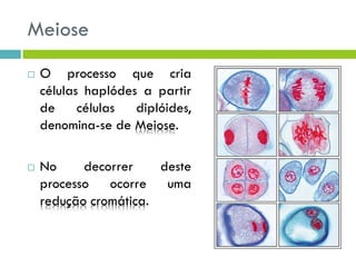 Meiose
 O processo que cria
células haplódes a partir
de células diplóides,
denomina-se de Meiose.
 No decorrer deste
processo ocorre uma
redução cromática.
 