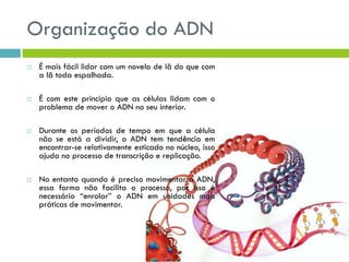 Organização do ADN
 É mais fácil lidar com um novelo de lã do que com
a lã toda espalhada.
 É com este princípio que as células lidam com o
problema de mover o ADN no seu interior.
 Durante os períodos de tempo em que a célula
não se está a dividir, o ADN tem tendência em
encontrar-se relativamente esticado no núcleo, isso
ajuda no processo de transcrição e replicação.
 No entanto quando é preciso movimentar o ADN,
essa forma não facilita o processo, por isso é
necessário “enrolar” o ADN em unidades mais
práticas de movimentar.
 