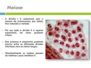 Meiose
 A divisão I é reducional, pois o
número de cromossomas, por célula,
fica reduzido a metade.
 Por seu lado a divisão II é apenas
equacional, tal como qualquer
mitose.
 Este processo é sequencial, podendo
ocorrer entre as diferentes divisões
interfases mais ou menos longas.
 Ocasionalmente os núcleos passam
de telófase I para metáfase II.
 