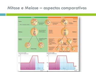 Mitose e Meiose – aspectos comparativos
 