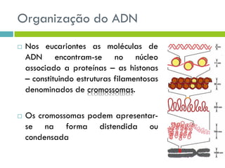 Organização do ADN
 Nos eucariontes as moléculas de
ADN encontram-se no núcleo
associado a proteínas – as histonas
– constituindo estruturas filamentosas
denominados de cromossomas.
 Os cromossomas podem apresentar-
se na forma distendida ou
condensada
 