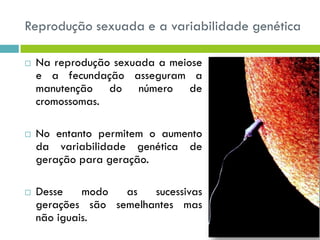 Reprodução sexuada e a variabilidade genética
 Na reprodução sexuada a meiose
e a fecundação asseguram a
manutenção do número de
cromossomas.
 No entanto permitem o aumento
da variabilidade genética de
geração para geração.
 Desse modo as sucessivas
gerações são semelhantes mas
não iguais.
 