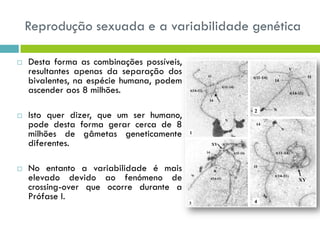 Reprodução sexuada e a variabilidade genética
 Desta forma as combinações possíveis,
resultantes apenas da separação dos
bivalentes, na espécie humana, podem
ascender aos 8 milhões.
 Isto quer dizer, que um ser humano,
pode desta forma gerar cerca de 8
milhões de gâmetas geneticamente
diferentes.
 No entanto a variabilidade é mais
elevado devido ao fenómeno de
crossing-over que ocorre durante a
Prófase I.
 