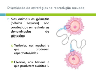 Diversidade de estratégias na reprodução sexuada
 Nos animais os gâmetas
(células sexuais) são
produzidos em estruturas
denominadas de
gónadas:
 Testículos, nos machos e
que produzem
espermatozóides.
 Ovários, nas fêmeas e
que produzem ovócitos II.
 
