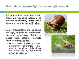 Diversidade de estratégias na reprodução sexuada
 Existem animais em que os dois
tipos de gónadas ocorrem no
mesmo organismo, nesse caso,
estamos perante hermafroditas.
 Mais frequentemente os sexos,
ou seja, as gónadas encontram-
se em organismos distintos e
nesse caso estamos perante
animais unissexuados.
 Muitas vezes macho e fêmeas
apresentam diferenças físicas
que nos permitem distinguir um
do outro, isto é, apresentam
dimorfismo sexual.
 