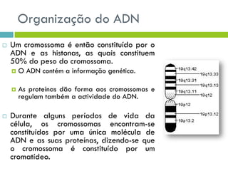 Organização do ADN
 Um cromossoma é então constituído por o
ADN e as histonas, as quais constituem
50% do peso do cromossoma.
 O ADN contém a informação genética.
 As proteínas dão forma aos cromossomas e
regulam também a actividade do ADN.
 Durante alguns períodos de vida da
célula, os cromossomas encontram-se
constituídos por uma única molécula de
ADN e as suas proteínas, dizendo-se que
o cromossoma é constituído por um
cromatídeo.
 