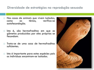 Diversidade de estratégias na reprodução sexuada
 Nos casos de animais que vivem isolados,
como as ténias, verifica-se
autofecundação.
 Isto é, são hermafroditas em que os
gâmetas produzidos por eles próprios se
fecundam.
 Trata-se de uma caso de hermafroditas
suficientes.
 Isto é importante para estes espécies pois
os indivíduos encontram-se isolados.
 