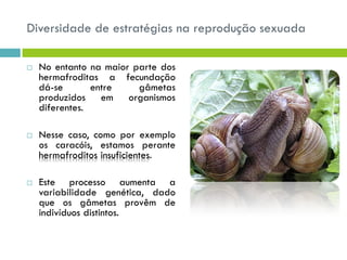 Diversidade de estratégias na reprodução sexuada
 No entanto na maior parte dos
hermafroditas a fecundação
dá-se entre gâmetas
produzidos em organismos
diferentes.
 Nesse caso, como por exemplo
os caracóis, estamos perante
hermafroditos insuficientes.
 Este processo aumenta a
variabilidade genética, dado
que os gâmetas provêm de
indivíduos distintos.
 