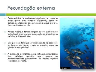 Fecundação externa
 Característico de ambientes aquáticos, e comum à
maior parte das espécies aquáticas, como os
peixes, ou daquelas que procuram a água para se
reproduzir como as rãs.
 Ambos macho e fêmea lançam os seus gâmetas no
meio, local onde o espermatozóide ao encontrar os
ovócitos vai fecunda-los.
 Este processo tem que ser sincronizado no espaço e
no tempo, de modo a que o encontro entre os
gâmetas seja possível.
 A existência de moléculas específicas na membrana
dos ovócitos, permite que apenas os
espermatozóides provenientes da mesma espécie
fecundem o ovócito.
 