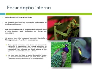 Fecundação interna
 Característico das espécies terrestres.
 Os gâmetas masculinos são depositados directamente no
órgão sexual feminino.
 Este processo evita que os gâmetas sejam lançados para
o meio terrestre onde acabariam por morrer por
dessecação.
 No entanto para tal é necessário o encontro de macho e
fêmea para que a fecundação possa ocorrer.
 Estas épocas conhecidas como épocas de acasalamento
permitiram o desenvolvido uma grande variedade de
estratégias, definidas geneticamente, e que como tal só são
reconhecidas por indivíduos da mesma espécie, e que
permitem a aproximação de macho e fêmea.
 Na maior parte dos casos, os machos têm que lutar entre si,
ou desenvolver complexos rituais que visam atrair a fêmea.
Tais comportamentos denominam-se de paradas nupciais.
 