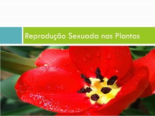 Reprodução Sexuada nas Plantas
 
