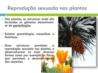 Reprodução sexuada nas plantas
 Nas plantas, as estruturas onde são
formados os gâmetas denominam-
se de gametângios.
 Existem gametângios masculinos e
femininos.
 Estas estruturas permitem a
reprodução sexuada nas plantas, e
desenvolveram as mais diversas
formas como por exemplo as flores
que permitem o desenvolvimento
das sementes.
 