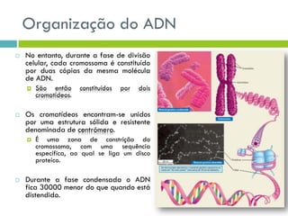 Organização do ADN
 No entanto, durante a fase de divisão
celular, cada cromossoma é constituído
por duas cópias da mesma molécula
de ADN.
 São então constituídos por dois
cromatídeos.
 Os cromatídeos encontram-se unidos
por uma estrutura sólida e resistente
denominada de centrómero.
 É uma zona de constrição do
cromossoma, com uma sequência
específica, ao qual se liga um disco
proteico.
 Durante a fase condensada o ADN
fica 30000 menor do que quando está
distendido.
 