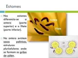 Estames
 Nos estames
diferencia-se a
antera (parte
superior) e o filete
(parte inferior).
 Na antera existem
sacos polínicos,
estruturas
pluricelulares onde
se formam os grãos
de pólen.
Antera
Filete
 