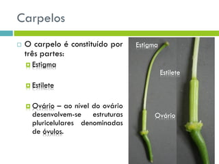 Carpelos
 O carpelo é constituído por
três partes:
 Estigma
 Estilete
 Ovário – ao nível do ovário
desenvolvem-se estruturas
pluricelulares denominadas
de óvulos.
Estigma
Estilete
Ovário
 