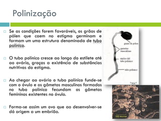 Polinização
 Se as condições forem favoráveis, os grãos de
pólen que caem no estigma germinam e
formam um uma estrutura denominada de tubo
polínico.
 O tubo polínico cresce ao longo do estilete até
ao ovário, graças a existência de substâncias
nutritivas do estigma.
 Ao chegar ao ovário o tubo polínico funde-se
com o óvulo e os gâmetas masculinos formados
no tubo polínico fecundam os gâmetas
femininos existentes no óvulo.
 Forma-se assim um ovo que ao desenvolver-se
dá origem a um embrião.
 