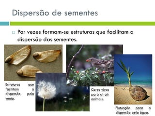 Dispersão de sementes
 Por vezes formam-se estruturas que facilitam a
dispersão das sementes.
Estruturas que
facilitam a
dispersão pelo
vento.
Cores vivas
para atrair
animais.
Flutuação para a
dispersão pela água.
 