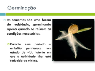 Germinação
 As sementes são uma forma
de resistência, germinando
apena quando se reúnem as
condições necessárias.
 Durante esse período o
embrião permanece num
estado de vida latente em
que a actividade vital está
reduzida ao mínimo.
 