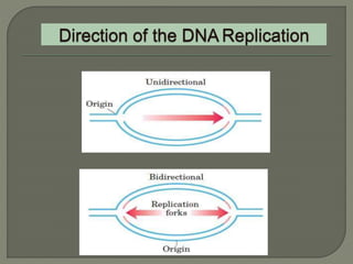 2 dna replication pro & euk. | PPTX