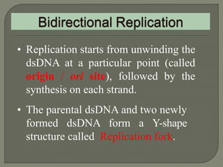 2 dna replication pro & euk. | PPTX