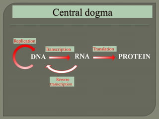2 dna replication pro & euk. | PPTX