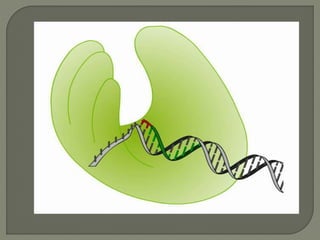 2 dna replication pro & euk. | PPTX