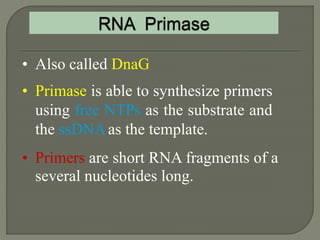 2 dna replication pro & euk. | PPTX