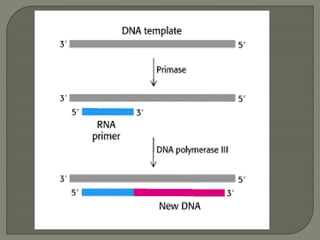 2 dna replication pro & euk. | PPTX