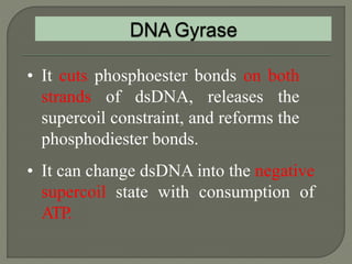 2 dna replication pro & euk. | PPTX