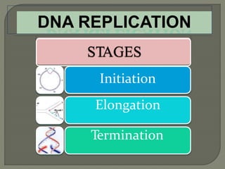 2 dna replication pro & euk. | PPTX