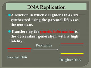 2 dna replication pro & euk. | PPTX