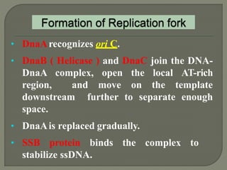 2 dna replication pro & euk. | PPTX