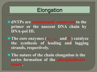 2 dna replication pro & euk. | PPTX