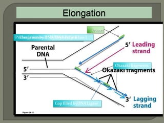 2 dna replication pro & euk. | PPTX