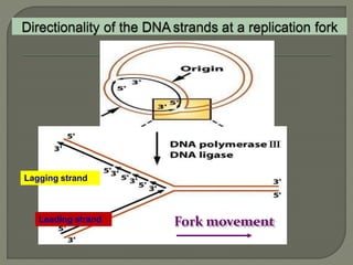 2 dna replication pro & euk. | PPTX