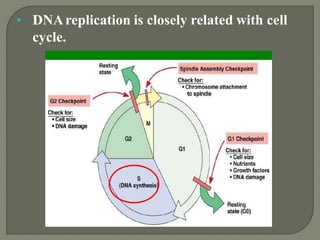 2 dna replication pro & euk. | PPTX
