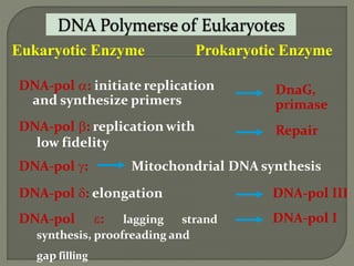 2 dna replication pro & euk. | PPTX