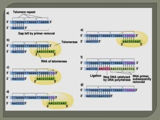 2 dna replication pro & euk. | PPTX