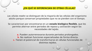 2do Parcial celulas madre PPTX