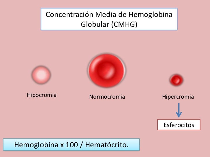 O Que Significa Normocitose E Normocromia No Exame De Sangue