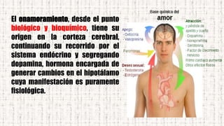 El enamoramiento, desde el punto
biológico y bioquímico, tiene su
origen en la corteza cerebral,
continuando su recorrido por el
sistema endócrino y segregando
dopamina, hormona encargada de
generar cambios en el hipotálamo
cuya manifestación es puramente
fisiológica.
 