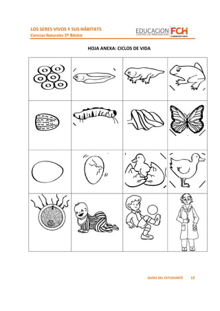 LOS SERES VIVOS Y SUS HÁBITATS
Ciencias Naturales 2º Básico
12GUÍAS DEL ESTUDIANTE
HOJA ANEXA: CICLOS DE VIDA
 
