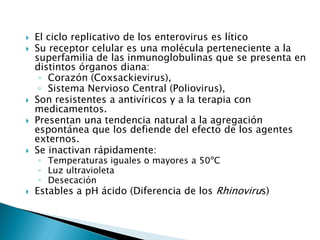  El ciclo replicativo de los enterovirus es lítico
 Su receptor celular es una molécula perteneciente a la
superfamilia de las inmunoglobulinas que se presenta en
distintos órganos diana:
◦ Corazón (Coxsackievirus),
◦ Sistema Nervioso Central (Poliovirus),
 Son resistentes a antivíricos y a la terapia con
medicamentos.
 Presentan una tendencia natural a la agregación
espontánea que los defiende del efecto de los agentes
externos.
 Se inactivan rápidamente:
◦ Temperaturas iguales o mayores a 50ºC
◦ Luz ultravioleta
◦ Desecación
 Estables a pH ácido (Diferencia de los Rhinovirus)
 